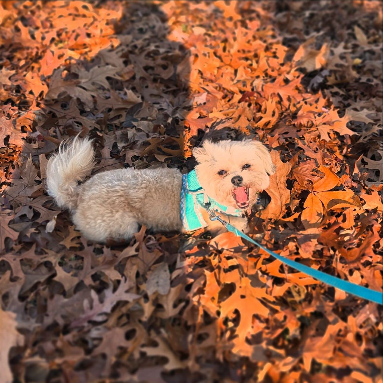 #november2024 #dogslife #teddy #fall #autumn #leaves #longisland #walkingthedog #newyork #norrhportvillage #islandstrong #instadaily #instadogs #picoftheday