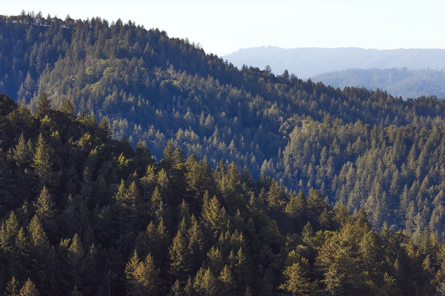 Exploring The Unique Flora (and Terpenes!) of Berkeley - Visit Berkeley