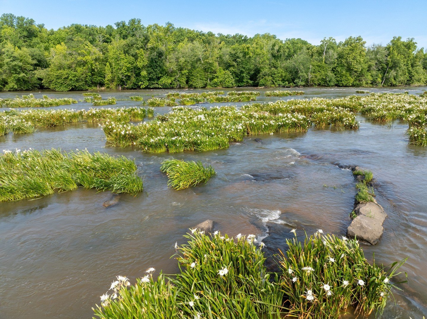 Discover the Spider Lily Blooms at Landsford Canal State Park in South  Carolina | York County, SC