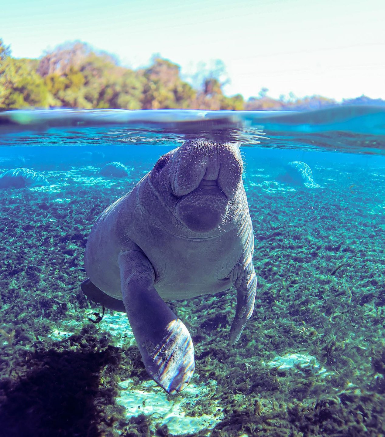 A manatee swims gracefully in clear water, surrounded by lush underwater vegetation and sunlight filtering through the surface.