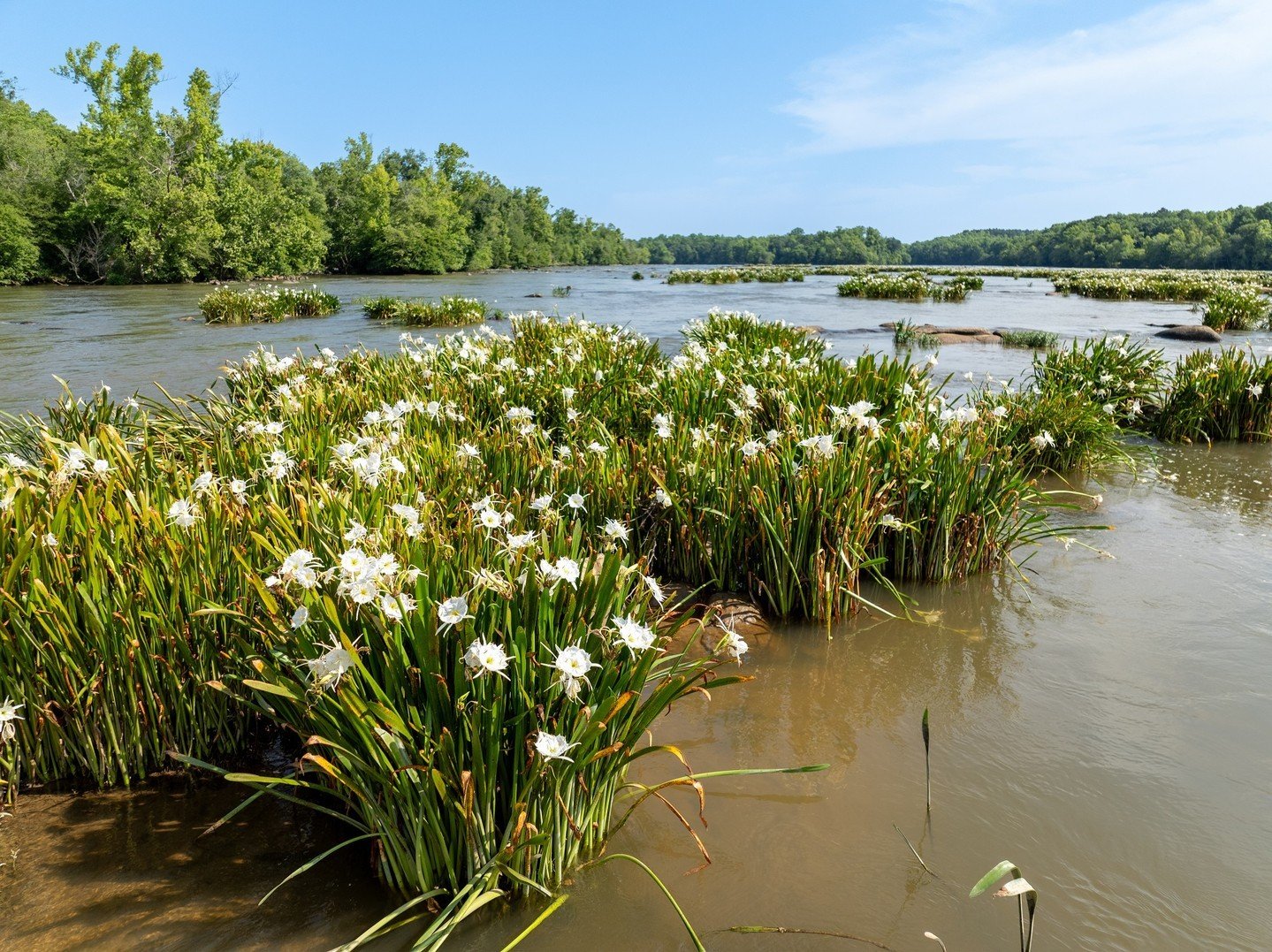 Discover the Spider Lily Blooms at Landsford Canal State Park in South  Carolina | York County, SC