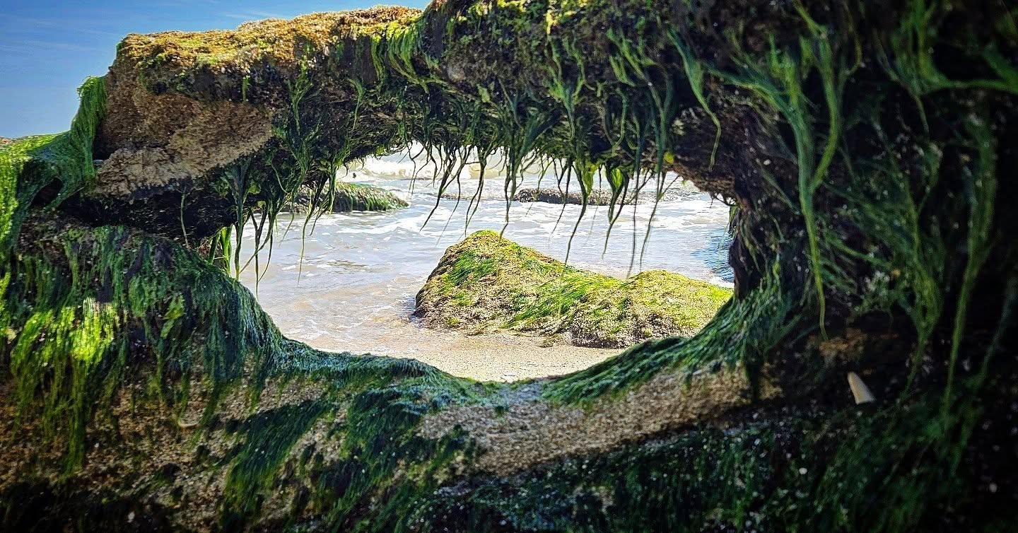 a keyhole rock view covered in moss of the coquina rocks at Kure Beach