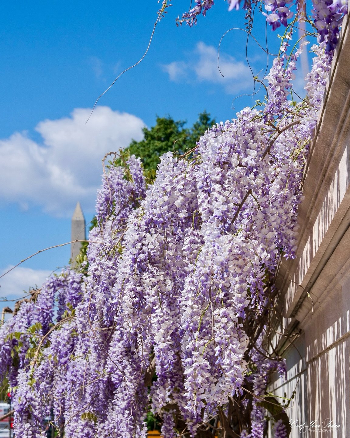 ワシントン DC の花カレンダー | ワシントン DC