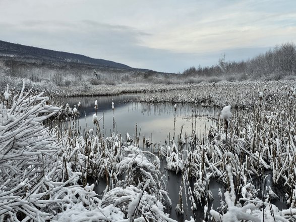 Snow-covered marshland with tall grasses and a still pond, surrounded by frosted trees and distant mountains under a cloudy sky.