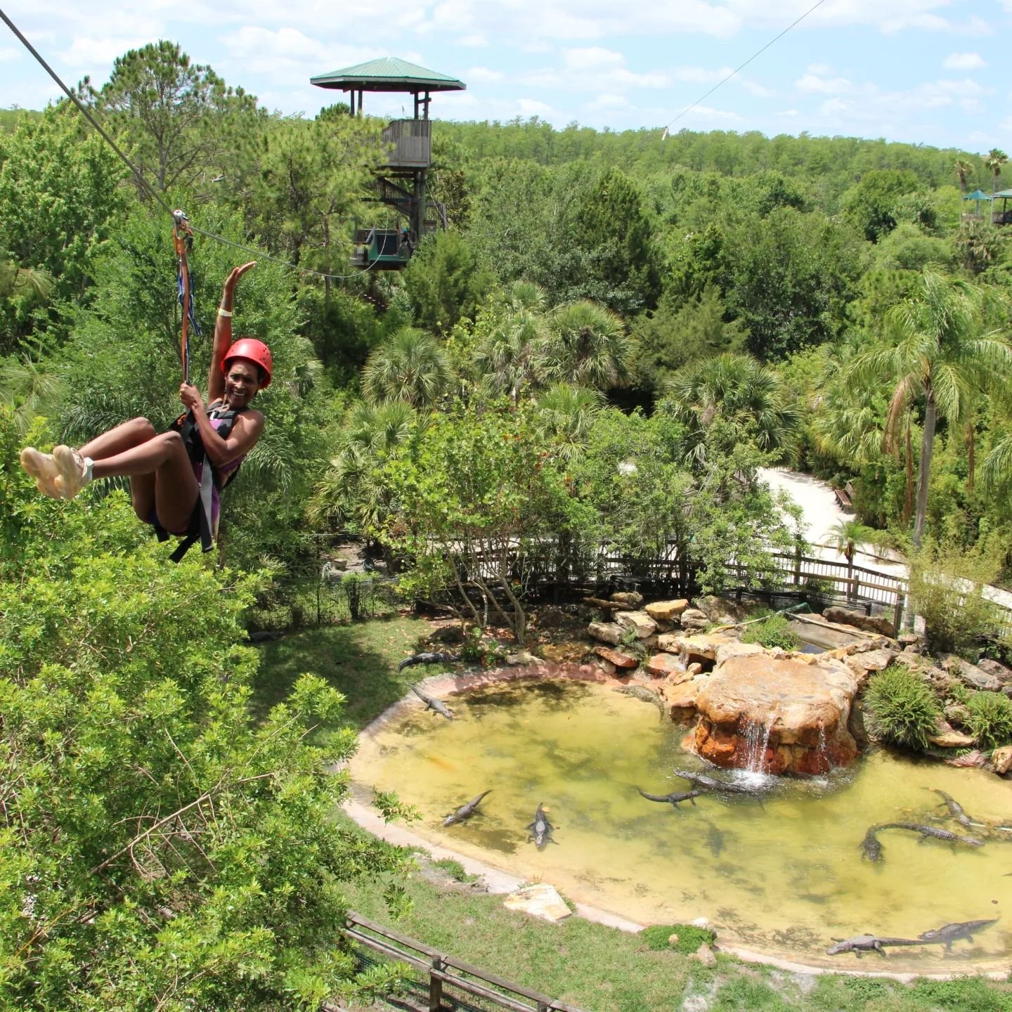 A person in a red helmet zip-lines over a lush green landscape, featuring a pond with rocks and visible alligators below.
