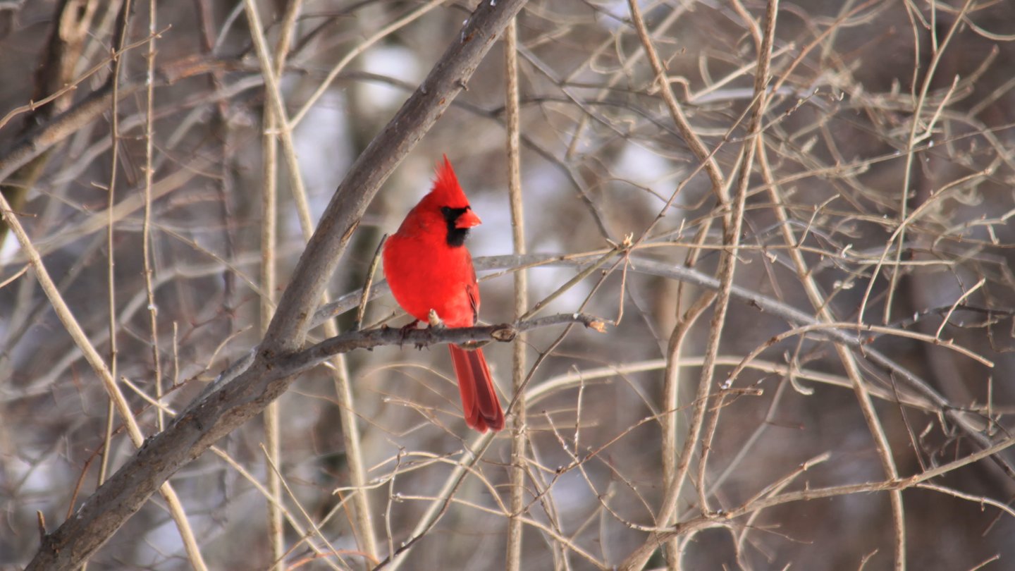A vibrant red cardinal perched on a branch amidst bare winter trees, showcasing the beauty of nature in a serene setting.