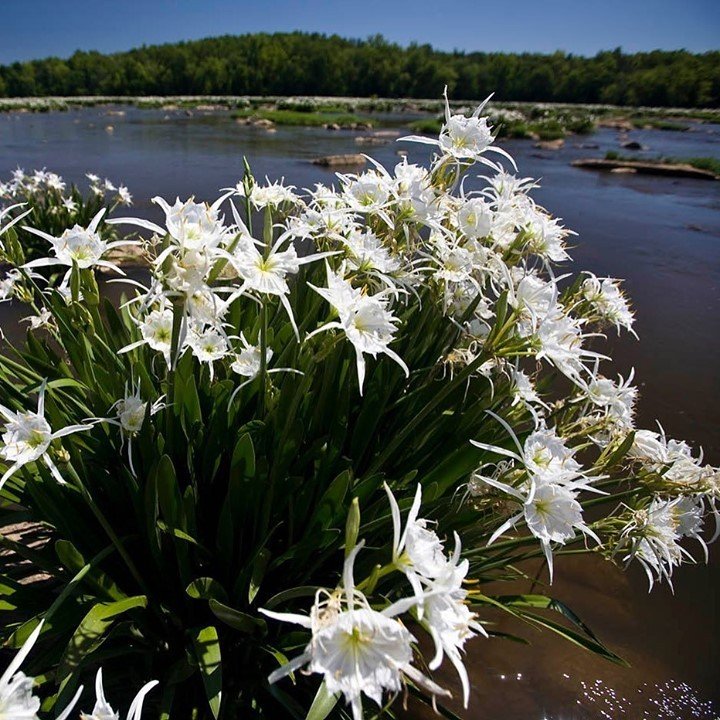 Discover the Spider Lily Blooms at Landsford Canal State Park in South  Carolina | York County, SC