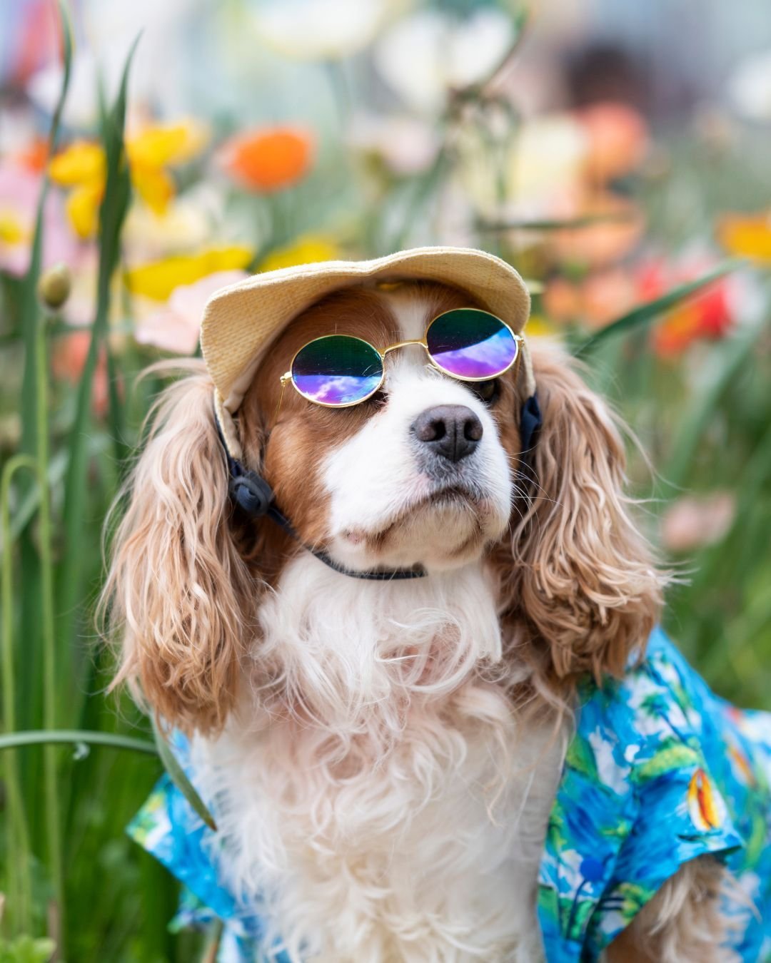 A stylish dog wearing sunglasses and a hat sits among vibrant flowers, showcasing a playful outdoor scene perfect for relaxation.