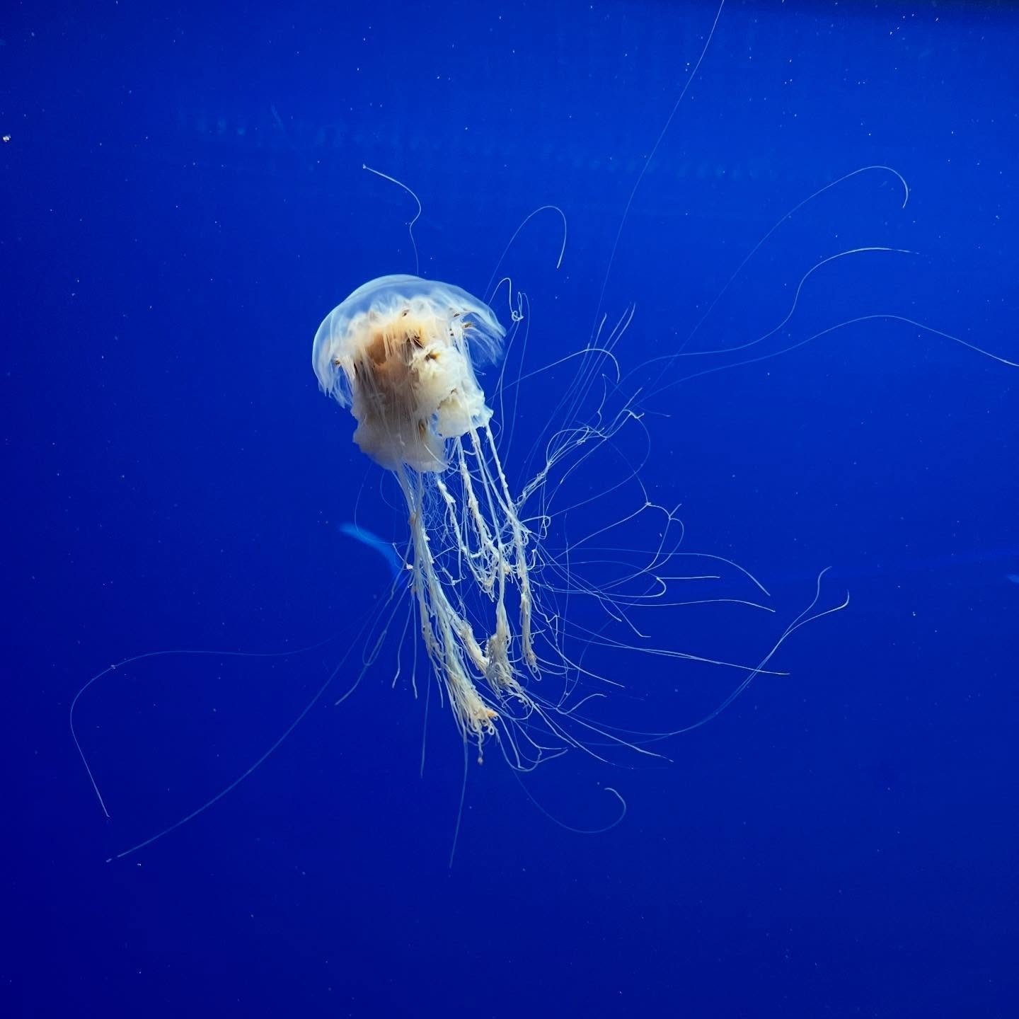 Newport Aquarium