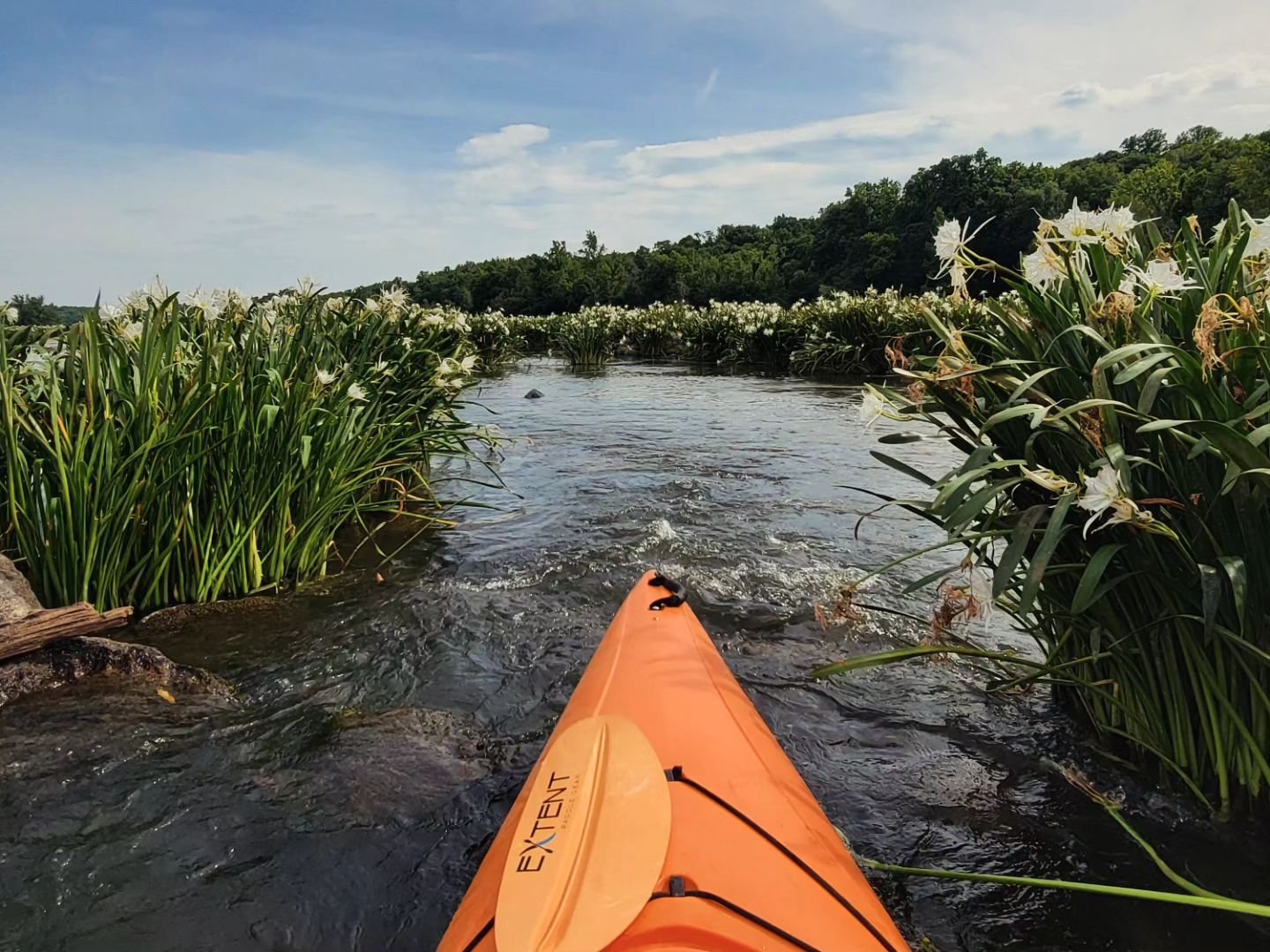 Discover the Spider Lily Blooms at Landsford Canal State Park in South  Carolina | York County, SC