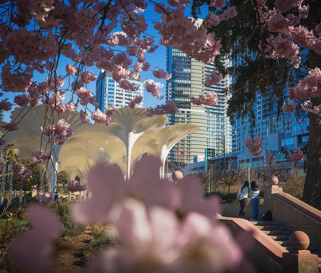 スタンピンアップ　BLOSSOMS IN BLOOM バンドル Sakura in the floating world. Cherry Blossoms at Stanton Park