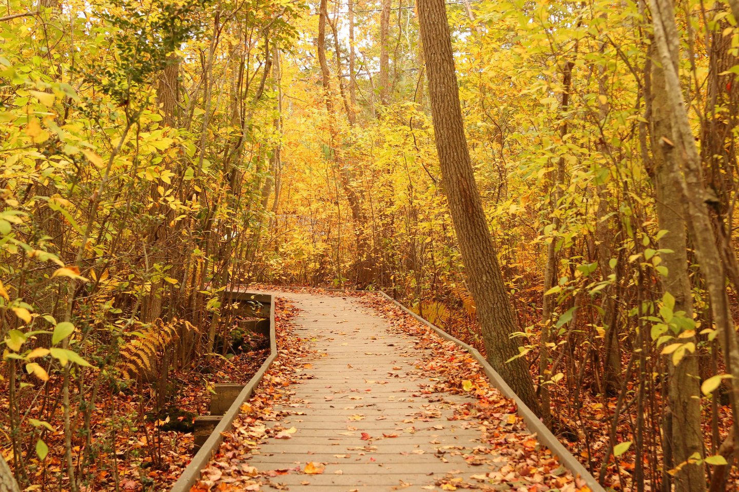 🍂🍁✨The Fairy Dell Boardwalk is extra magical in the Fall ✨🍁🍂

📷 Thanks Jerry Johnson for sharing this pic of the Fairy Dell boardwalk with us !

#quoguewildliferefuge #quogue #pinebarrens #nonprofitsofinstagram #naturepreserve #longisland #discoverlongisland #westhampton #eastend