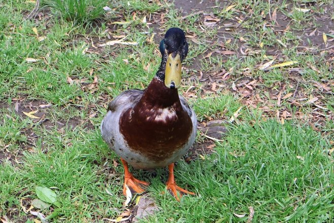 A close-up of a mallard duck standing on green grass, showcasing its distinctive brown and gray feathers and bright yellow bill.