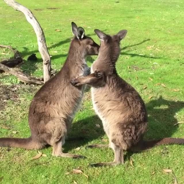 Instagram image