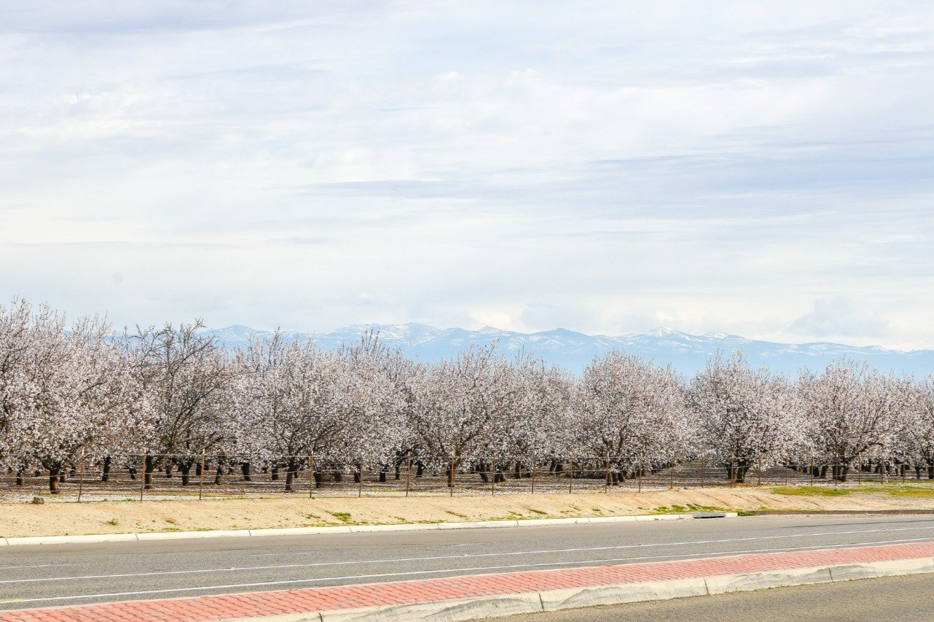 National Cherry Festival 2026 - Cherry Orchard Landscape