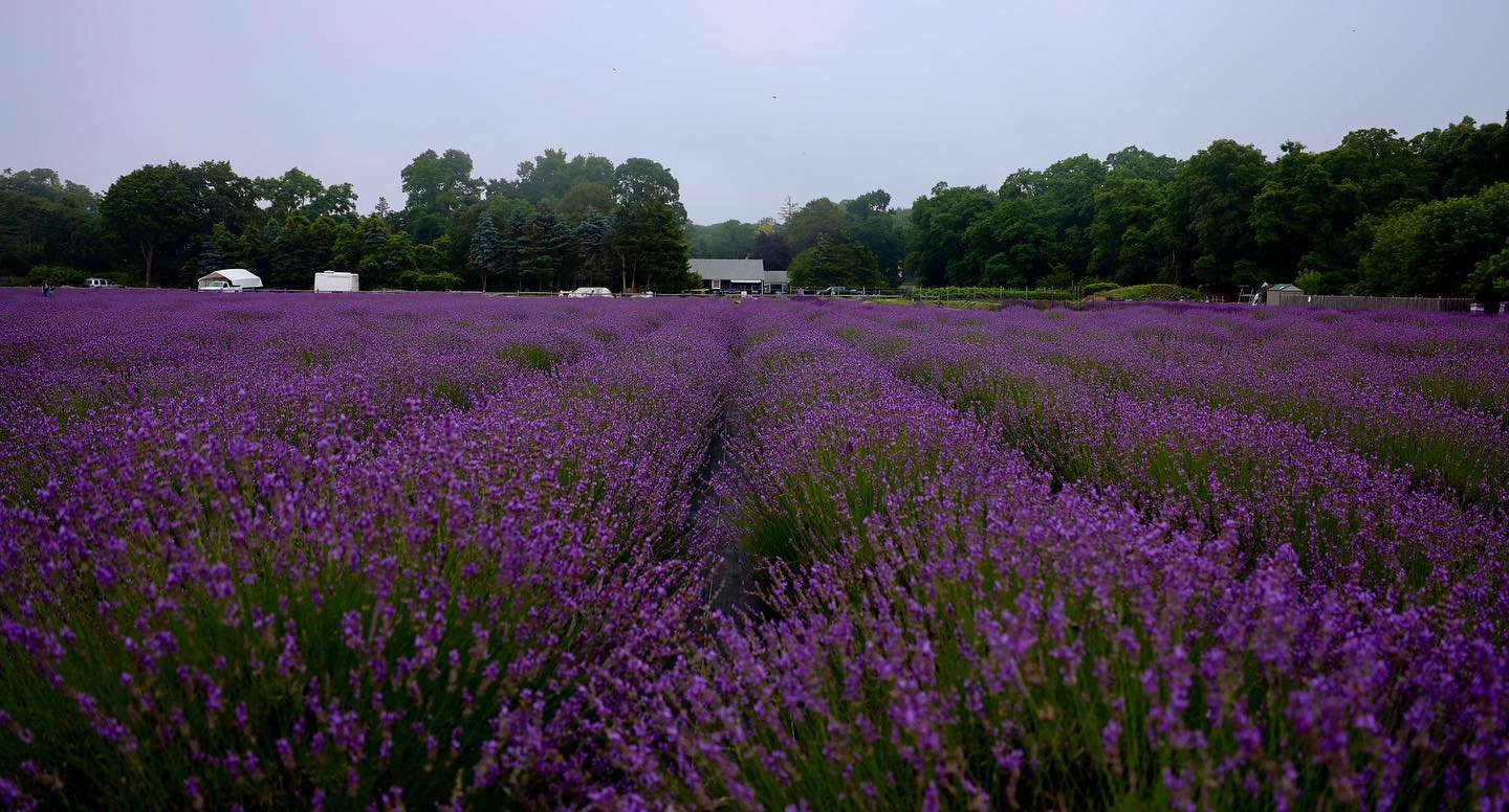 Create your own happiness 
.
.
.
.
.
.
.
#lavenderphotography #lavenderfeild #summer #purple #purplefeilds #relaxing #lavenderrows #longislandny #happiness #favoritecolor #purpleforlife💜 #flowersofinstagram #lavenderbythebay #raw_newyorkcity #raw_edit #raw_allnature #raw_challenge
