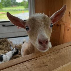 Close-up of a curious goat peering over a wooden barrier, with a soft focus on a second goat in the background. Green fields visible outside.