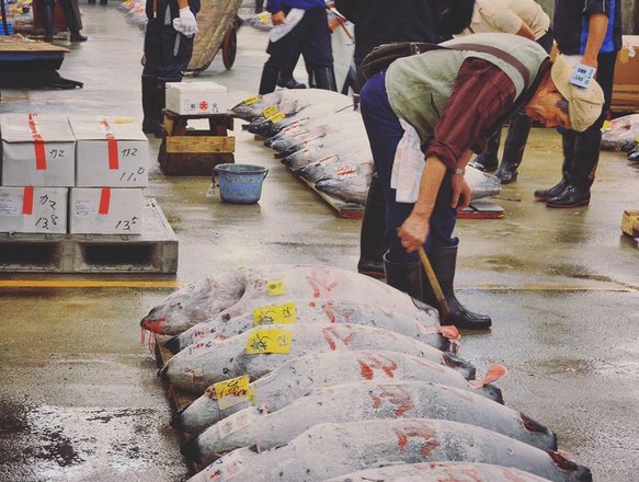 tourhub | Tsukiji Fish Market Crowdriff Gallery