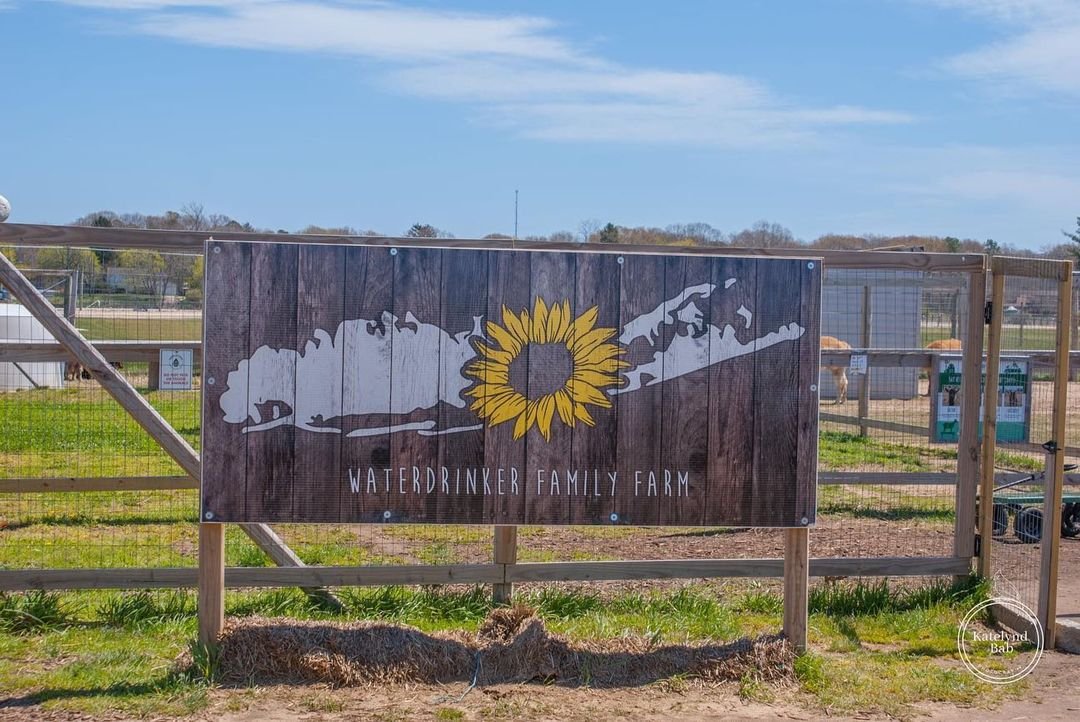 #waterdrinkerfamilyfarm #tulipfarm #longisland #longislandny #waterdrinkerlongisland