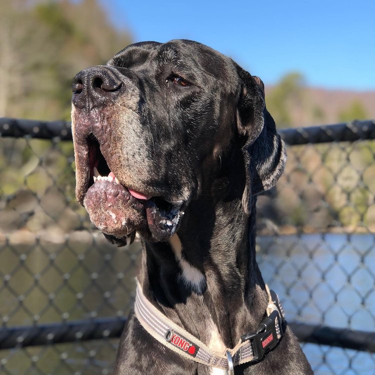 Pet Friendly | Visit Kingsport