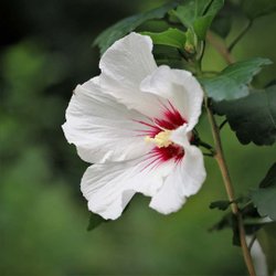Close-up of a white hibiscus flower with red accents, surrounded by green foliage, showcasing vibrant natural beauty and tranquility.