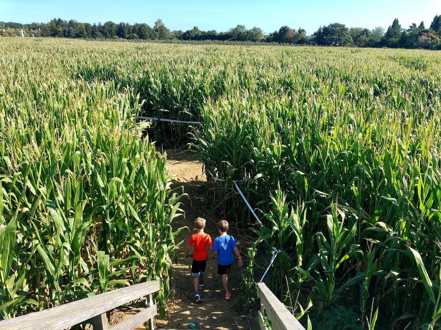 Fall fun at its best hankspumpkintown #dreamteam #hamptons #cornmaze #pumpkintown #hankspumpkintown #fall