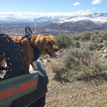 I went 4-wheeling in my hills today! 😛
⠀⠀⠀
⠀⠀⠀
⠀⠀⠀
⠀⠀⠀
⠀⠀⠀
⠀⠀⠀
⠀⠀⠀
⠀⠀⠀
#canamcommander #carsoncitynevada #carsoncityoffroad #nevadadog #nevadadogs #ambergoldengirl #goldenretriever #goldens #outdoordog #goldenretrieversofinstagram #redgoldens #goldensofig #goldensofinstagram #redgoldenretrieversofinstagram #takeyourdogwithyou #washoevalleynevada #washoelake #duckhill #explorenevada #exploringnevada