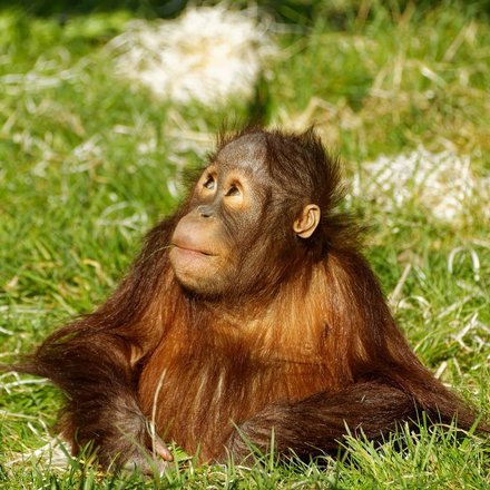 Borneo