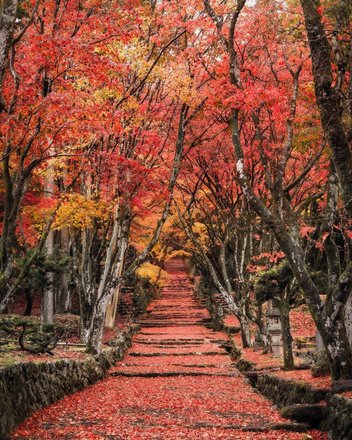 tourhub | Japanese Autumn Colours Crowdriff Gallery