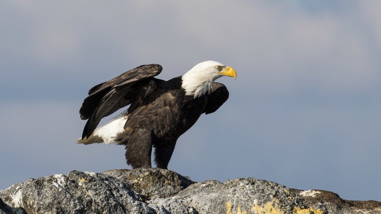 Bald Eagle.jpg