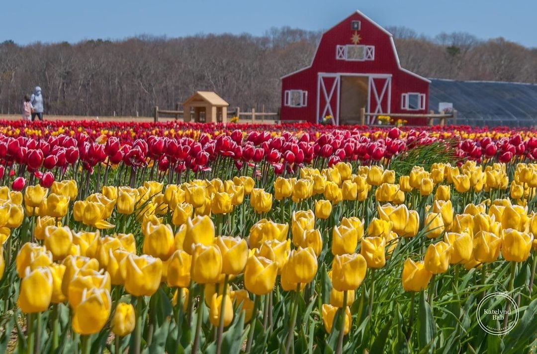 #waterdrinkerfamilyfarm #tulipfarm #longisland #longislandny #waterdrinkerlongisland