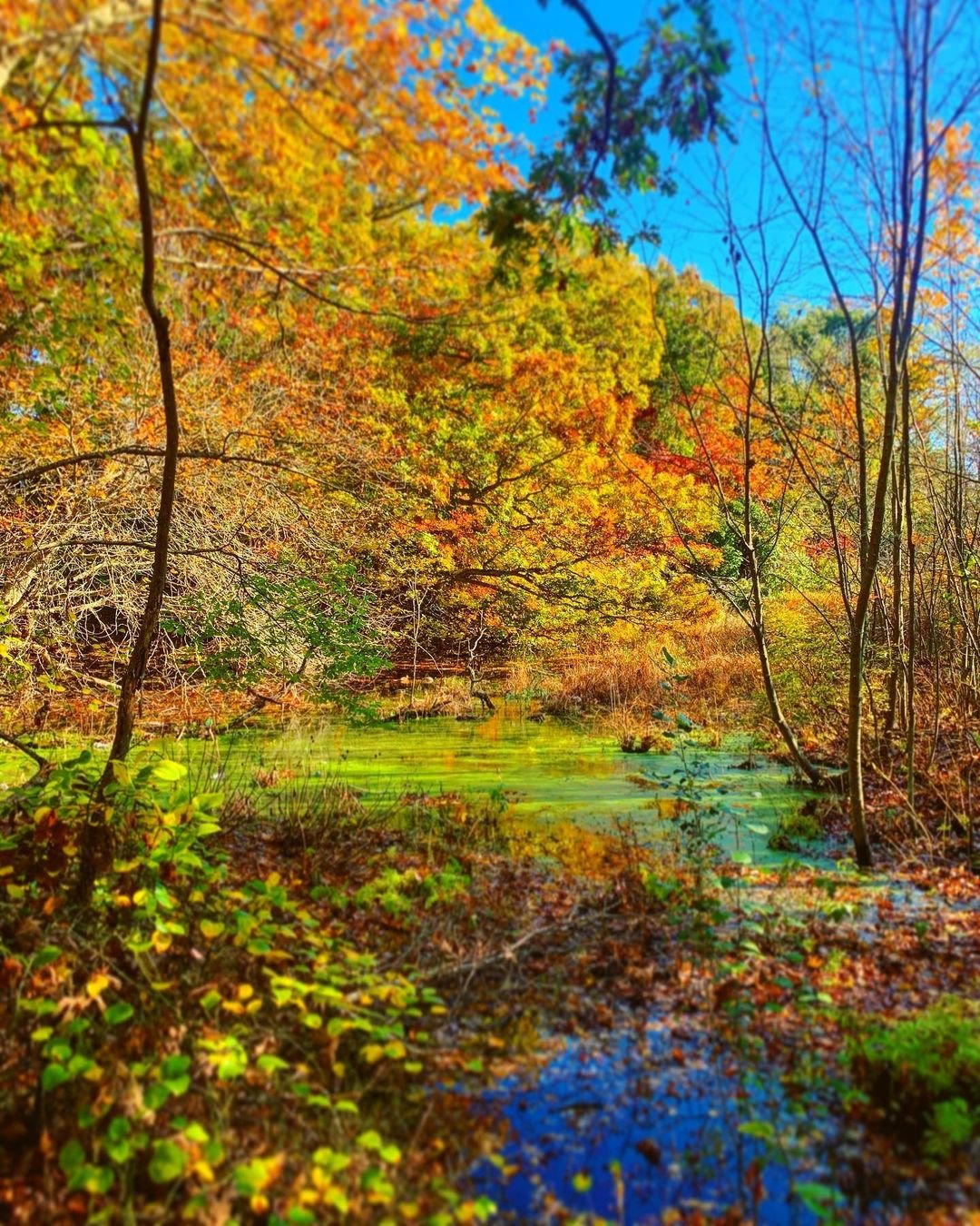 Morning hikes 🍁 #weekendvibes #nature #fall #treesofinstagram #naturelovers #nature_perfection #hikiing #earth #longisland #lislandstrong #exploremore #exploreeverywhere #natureshots