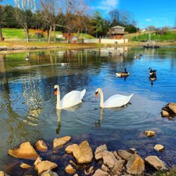 Two swans glide across a serene pond, surrounded by ducks and rocky shores. Lush greenery and a gazebo are visible in the background.