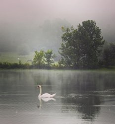A serene lake scene with a swan gliding through misty waters, surrounded by lush greenery and soft fog, evoking tranquility and natural beauty.