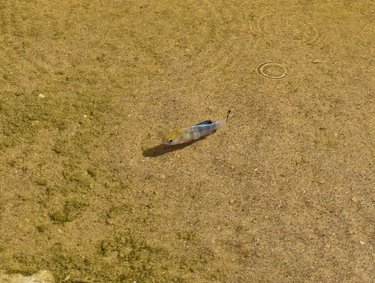 The pupfish in Ash Meadows National Wildlife Refuge and DVNP represent isolated species “trapped” in their habitat - former interconnected Pleistocene ice age lakes with Death Valley’s lake Manly being the largest of them all. The pupfish in the adjacent wildlife refuge are found in the carbonate aquifer flowing under the Amargosa  desert and discharging both in the meadows and in DVNP. The aquifer recharges to the NW at Yucca Mountain Nevada (extensively published on as the location was a planned high level nuclear waste depository). #pupfish #deathvalleypupfish #devilshole #devilsholepupfish #amargosa #amargosadesert #carbonateaquifer #ashmeadowsnationalwildliferefuge #deathvalleynationalpark #saltcreek #saltcreekpupfish #nevada #nevadadesert #pleistocene #iceagelakes #endangeredspecies
