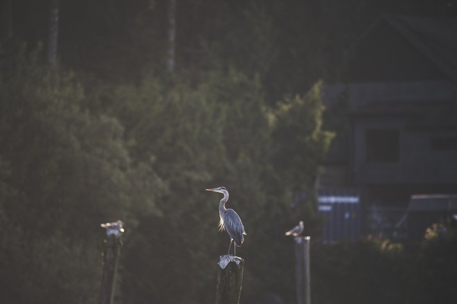 Bird Perched on Stump.jpg