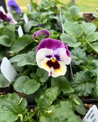 Close-up of a vibrant pansy flower with purple and white petals, surrounded by lush green leaves in a garden setting. Ideal for nature enthusiasts.