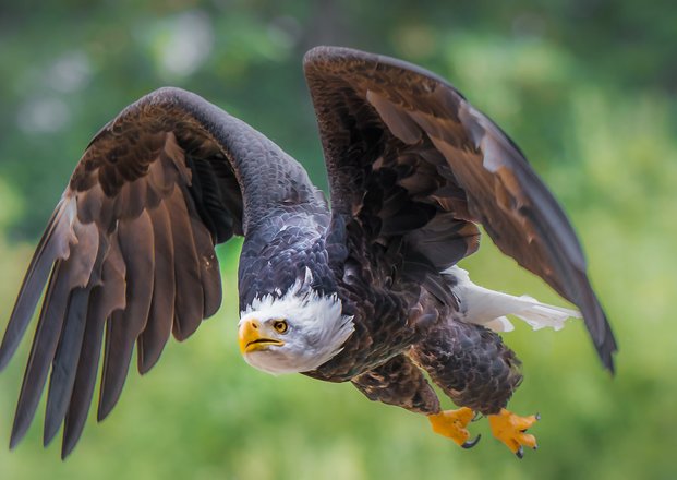 PNW Raptors (2).jpg