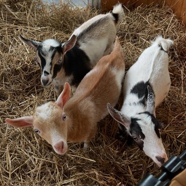 Three young goats with varying coat patterns stand on straw in a barn. Their curious expressions invite visitors to explore farm experiences.