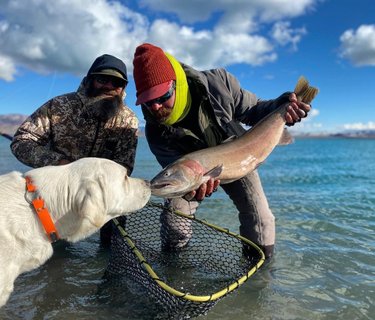 Dogs often bring good luck.  And we love fishing with well behaved dogs!  @natedrew1 with a well deserved healthy pilot.

•
•
•
•
•
#pyramidlake #pyramidflyco #smithoptics #traegergrills #traegeroutdoors #rising3474 #vedavoogear #gloomisfly #simmsfishing #trout #troutfishing #trophytrout #cutthroat #cutthroattrout #monstertrout #monsterfish #lahontancutthroat #pilotpeak #nevada #flyfishing #flyfish #streamer #barbless #catchandrelease #photography #flyfishingsaveslives #pigfarmink