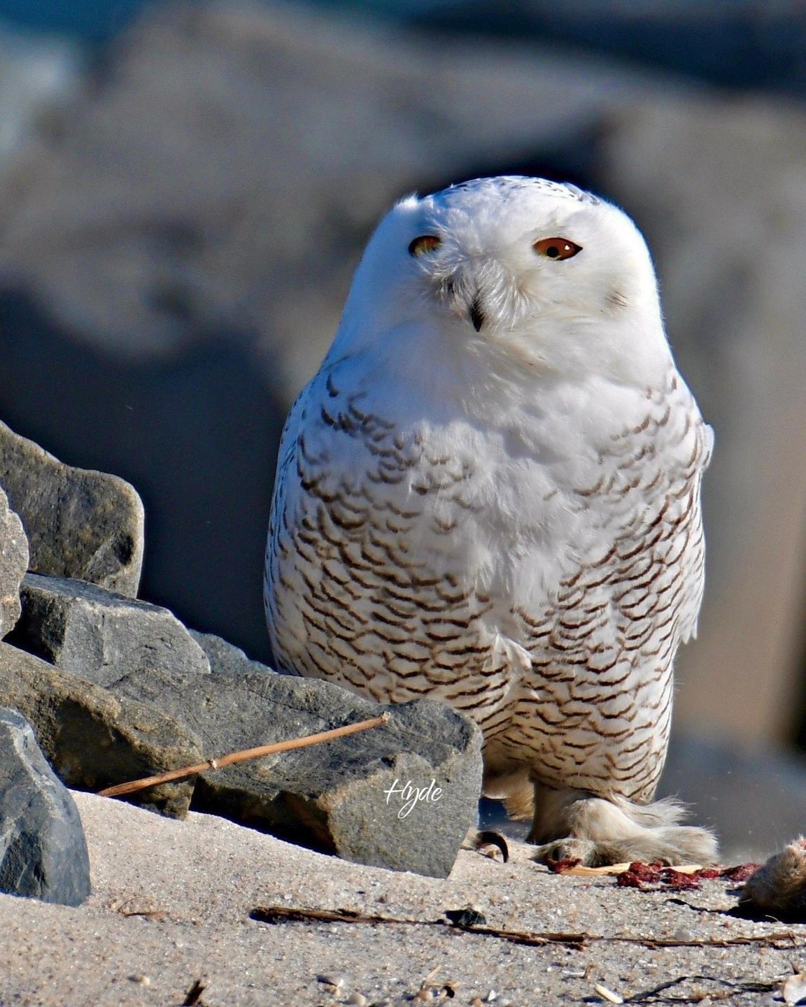 How cute is he?! ☺️

Snowy Owl
📷11.23.2021🤍🤍🤍

#longislandbeachesrock #longisland #owls #owl #snowyowl #love #favorite #iloveowls #obsessedwithowls #raptors #tistheseason #elite_owls #owlsofinstagram #owlstagram #wildlife #nature #snowy #hero #homeiswheretheowlsare 

#gulliverthesnowyowl