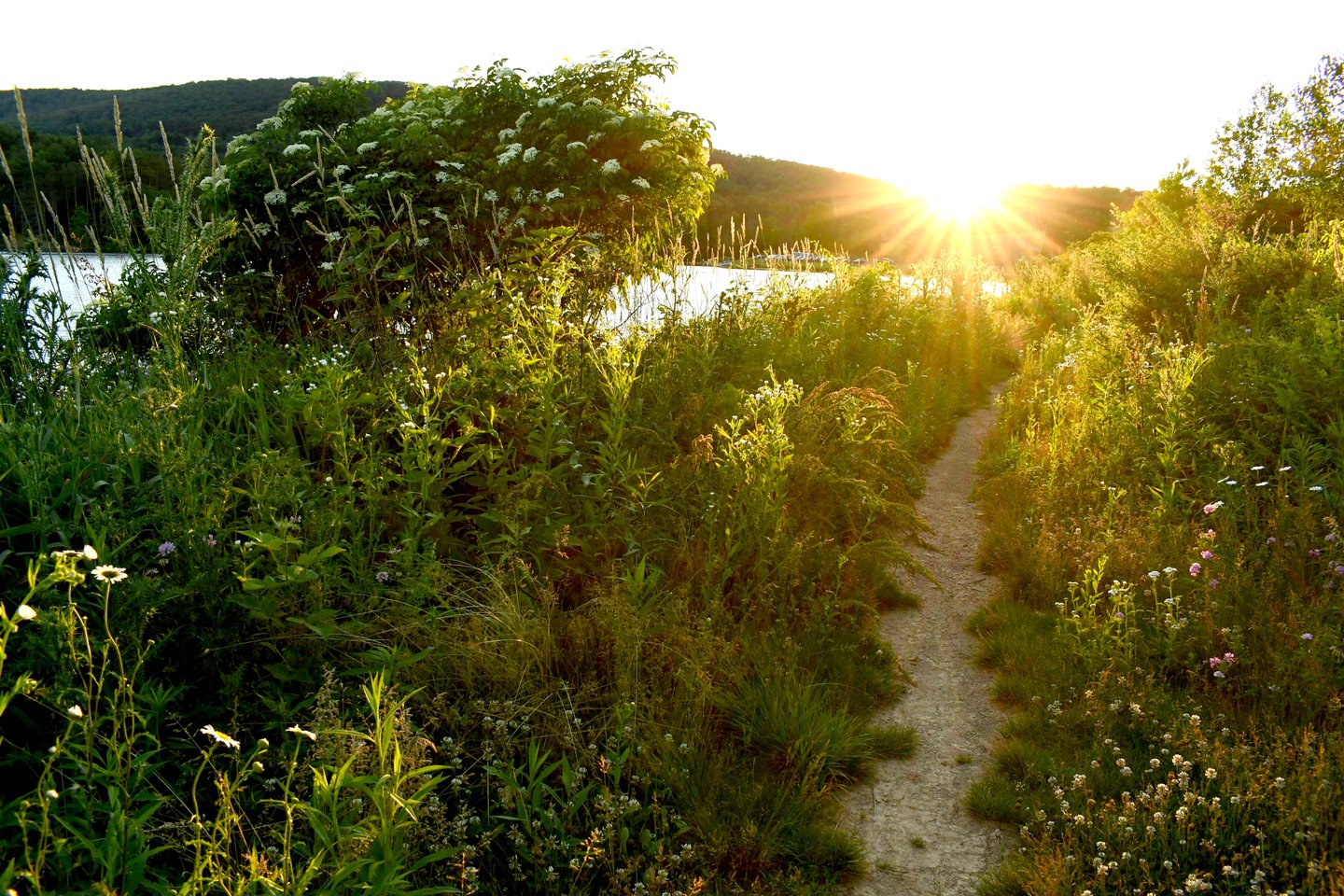 A sunlit path winds through lush greenery beside a tranquil body of water, inviting exploration and connection with nature.