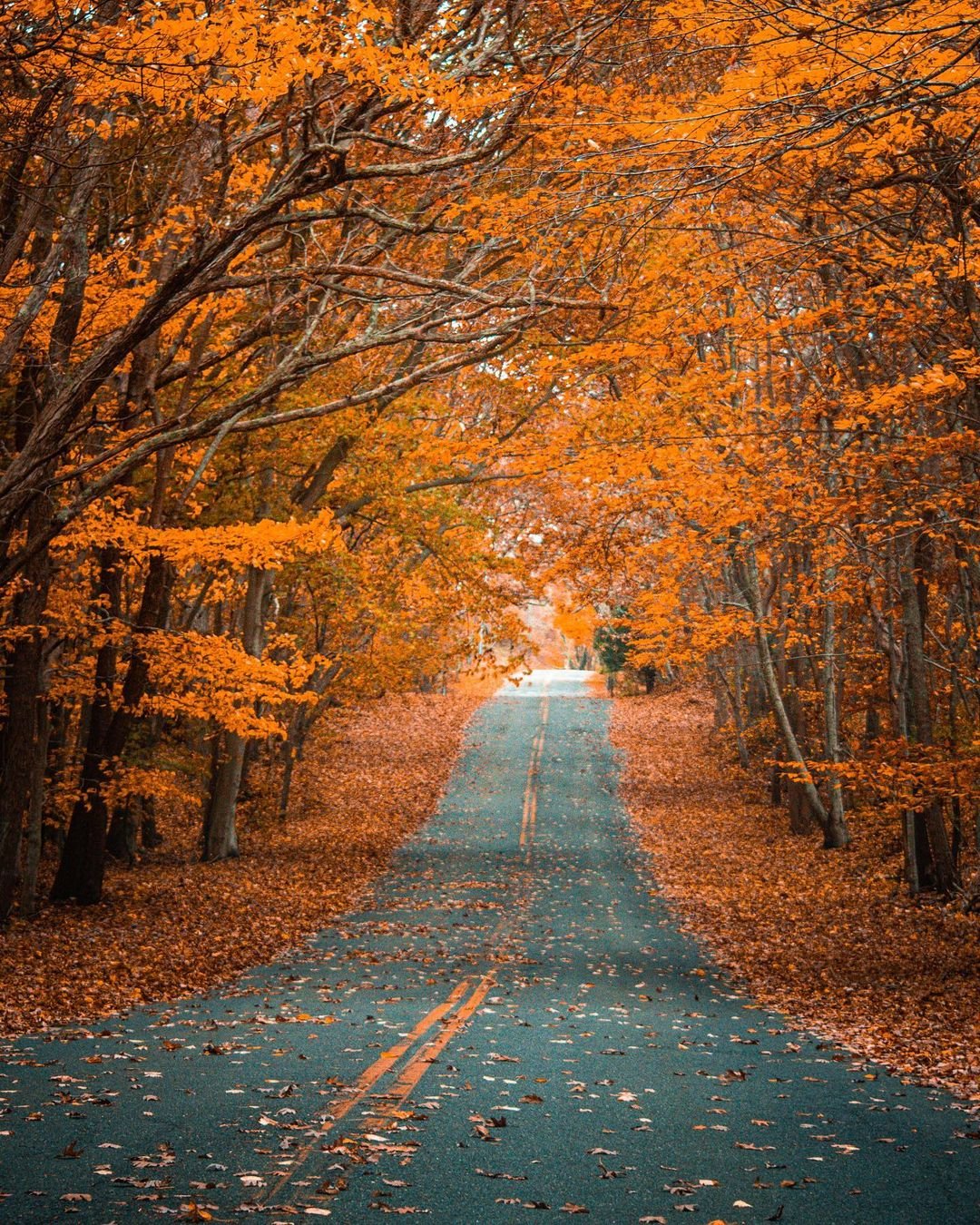 🍂🍁🍂🍁🍂🍁🍂🍁

#home #siliny #shelterisland #newyork #liny #longisland #liny #ilovenewyork #fall #ny #natgeo #nikon #november #east #leaves #perspective #blessed #mood #photooftheday