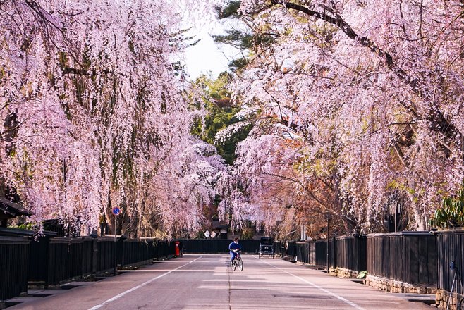 tourhub | Japanese Cherry Blossom Crowdriff Gallery