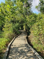 A wooden boardwalk winds through lush greenery, surrounded by trees and shrubs, leading into a serene natural setting. Sunlight filters through the leaves.