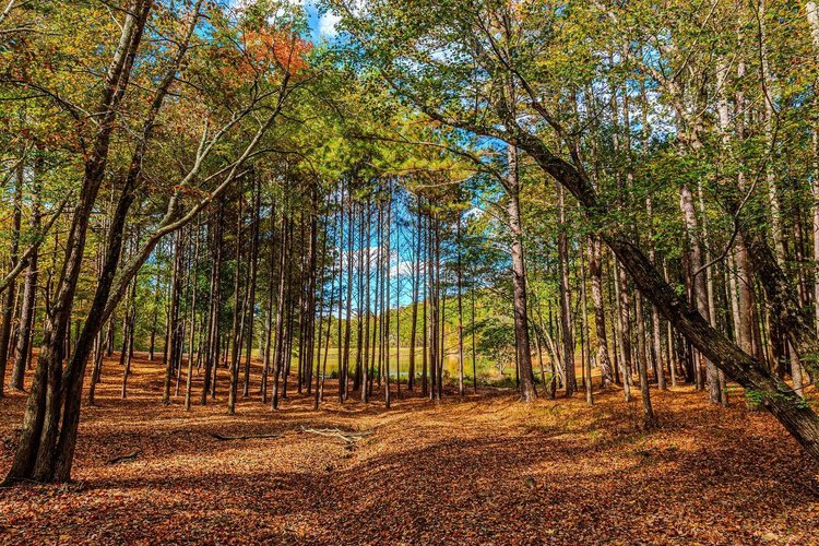 A serene forest scene with tall trees and a carpet of fallen leaves, under a bright blue sky with scattered clouds. Sunlight filters through the branches.