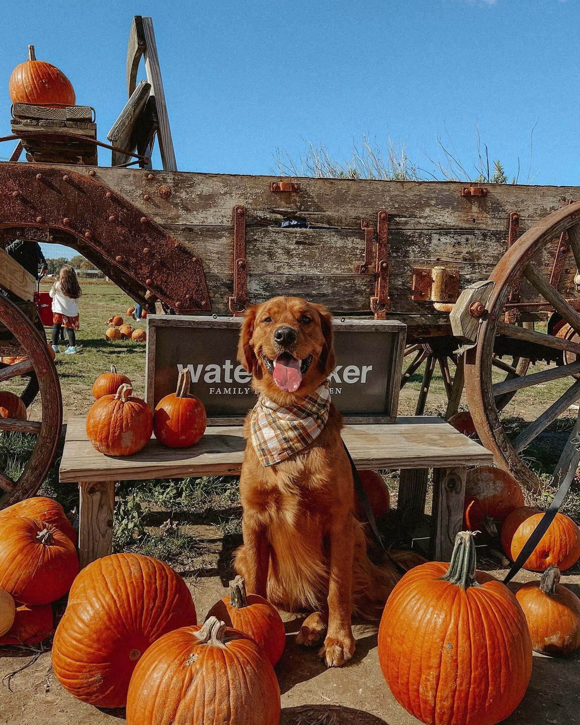 mom says I’m the cutest pumpkin in the patch 🥰🍂🧡