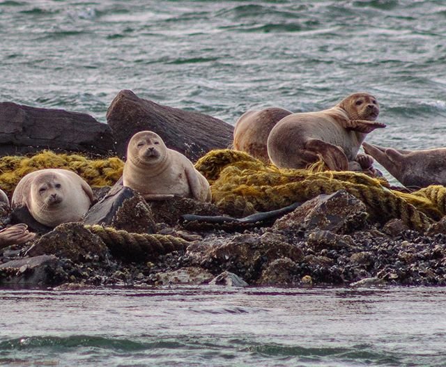 Seals that winter in Westhampton Beach, Long Island, New York regularly.  2.8.19
.
.
#seals #sealsofinstagram #marinemammals #oceana #oceananimals #marinelife #marinephotography #longislandlife #discoverlongisland #hamptons #cupsogue #duneroad #westhamptonbeach #suffolkcountyparks #googlelocalguides