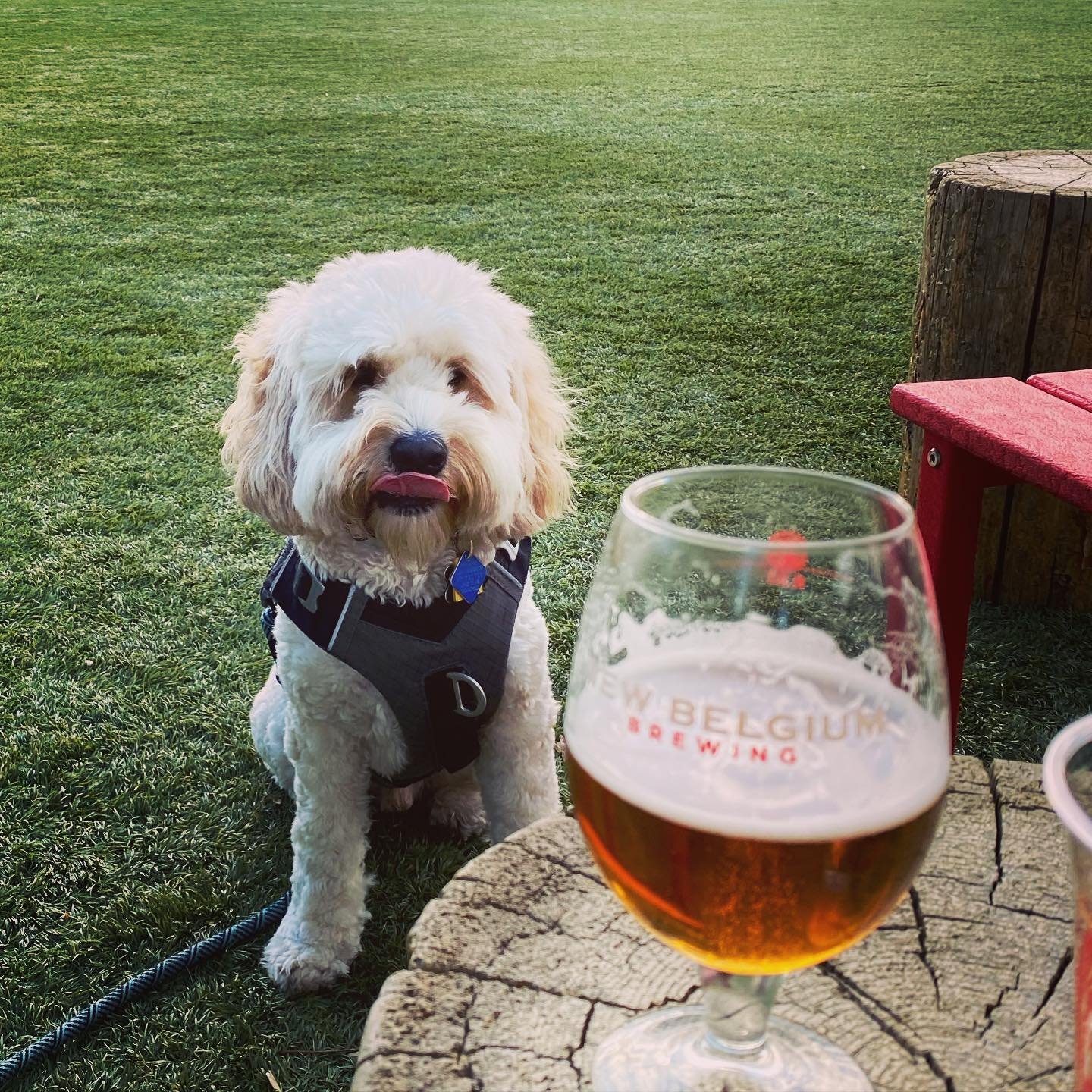 Photo by itscodythecockapoo, caption reads: Can I have a sip? ??