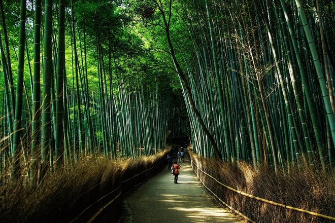 tourhub | Arashiyama Bamboo Forest Crowdriff Gallery